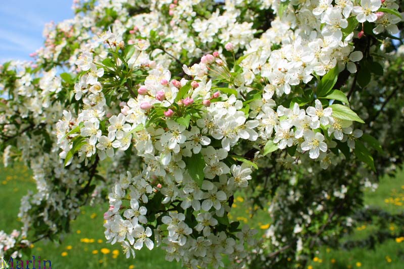 Pratt's Crabapple - Malus prattii