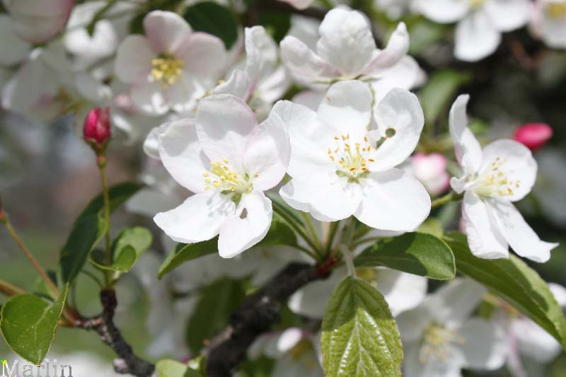Professor Sprenger Crabapple Blossoms