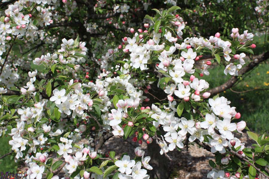 Professor Sprenger Crabapple Foliage