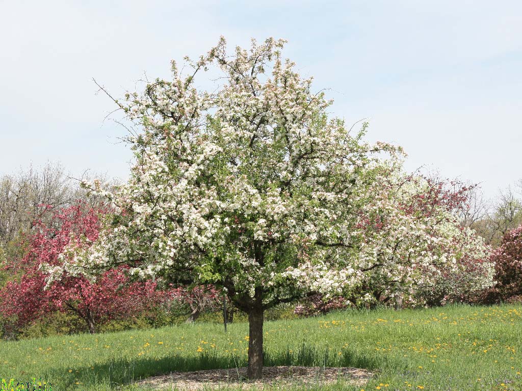 Professor Sprenger Crabapple Habit