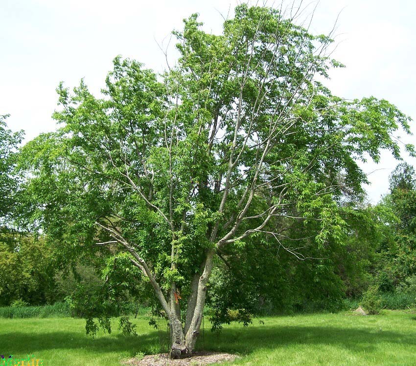 Japanese Bird Cherry - Prunus buergeriana