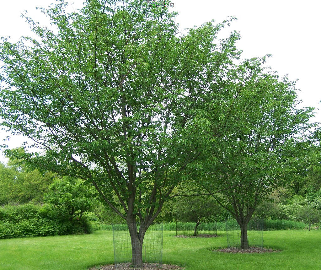 Judd's Cherry - Prunus x juddii