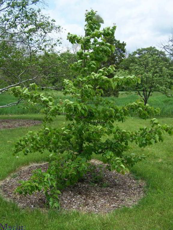 Sand Pear - Pyrus pyrifolia