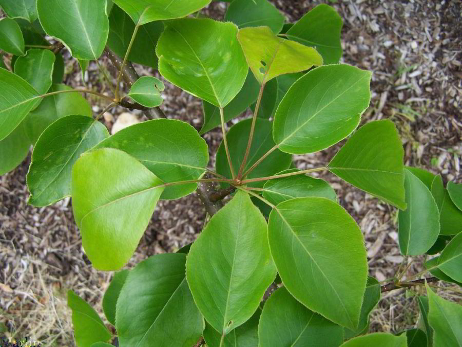 Sand Pear Foliage