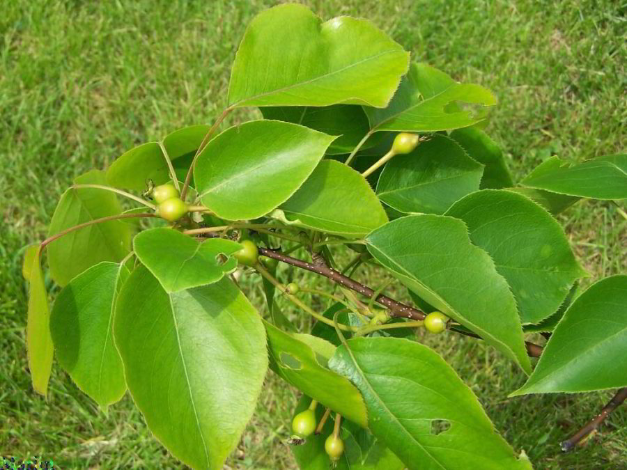Sand Pear Foliage and Young Fruit