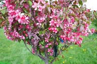 Rejoice Crabapple - Malus 'Rejzam'