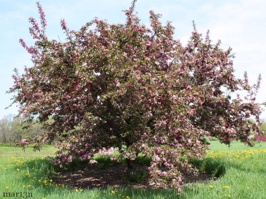 Robinson Crabapple