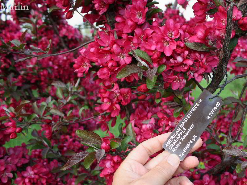 Crabapple tree blossoms