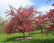 Ruby Luster Crabapple - Malus 'Ruby Luster'