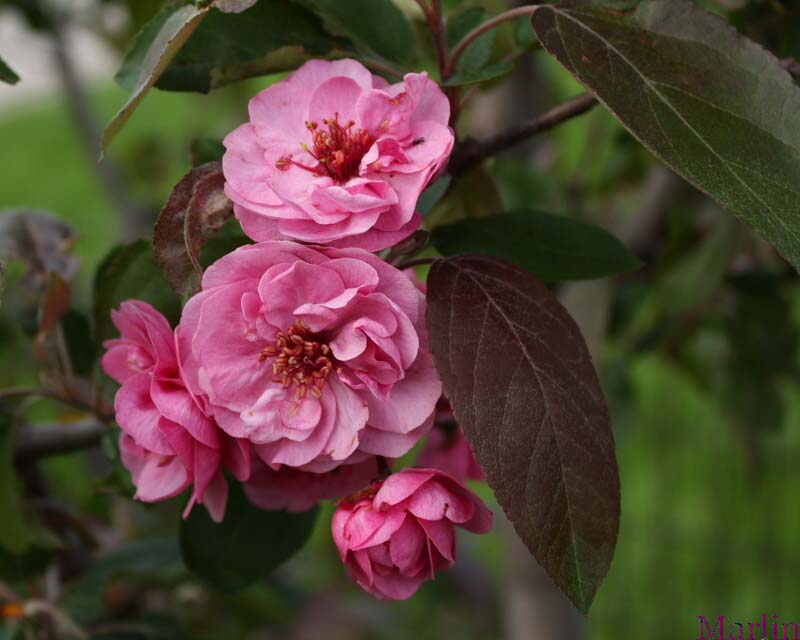 Scarlet Brandywine™ Crabapple - Malus 'Scbrazam'
