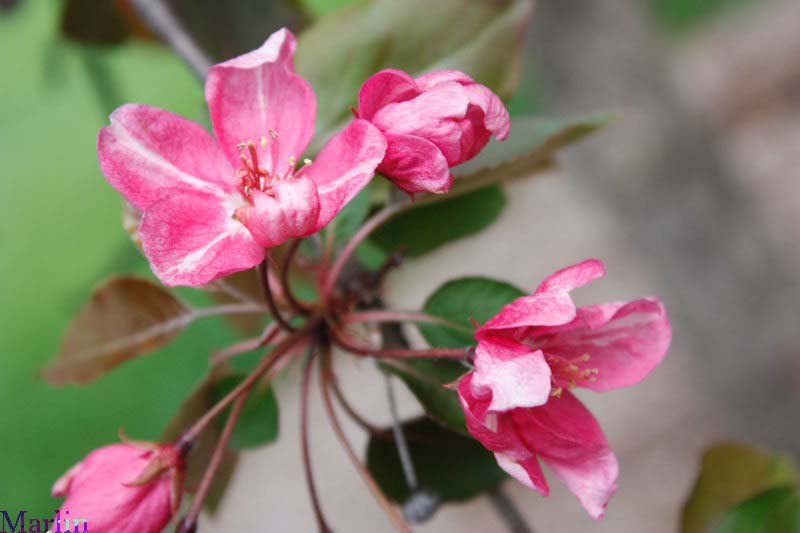 Selkirk Crabapple Flowers