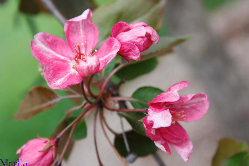 Selkirk Crabapple Flowers