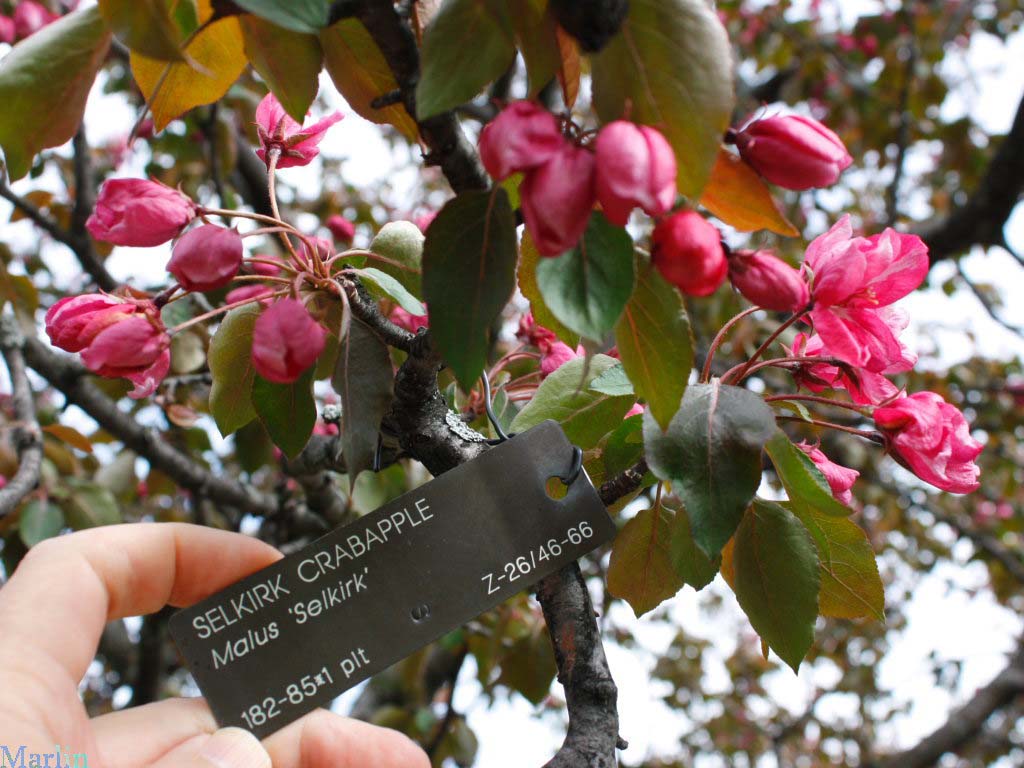 Selkirk Crabapple Foliage and Blooms