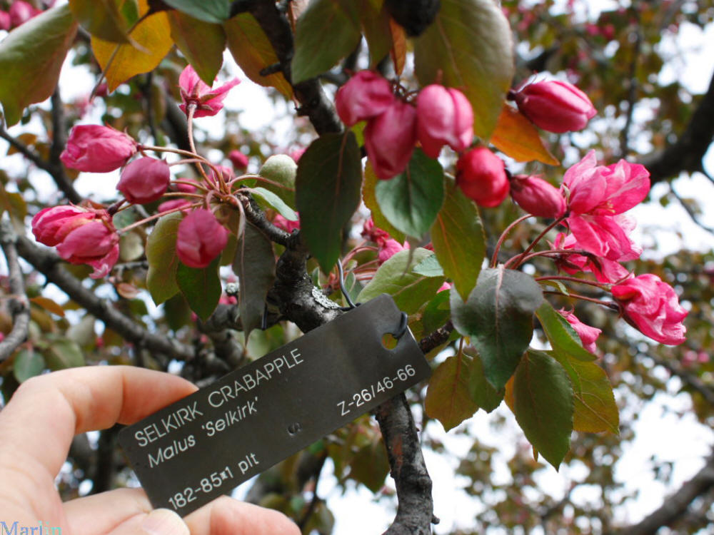 Selkirk Crabapple Foliage and Blooms