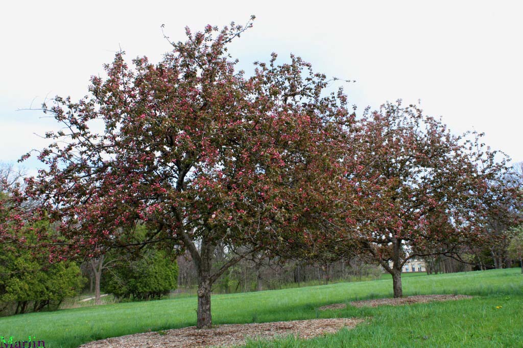Selkirk Crabapple