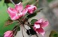 Selkirk Crabapple - Malus 'Sekirk'