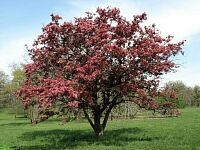 Sparkler Crabapple - Malus 'Sparkler'