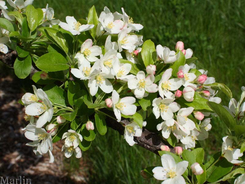 Toringo Crabapple Blossoms