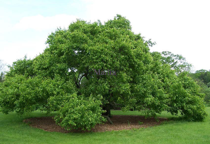 Ussurian Pear - Pyrus usseriensis