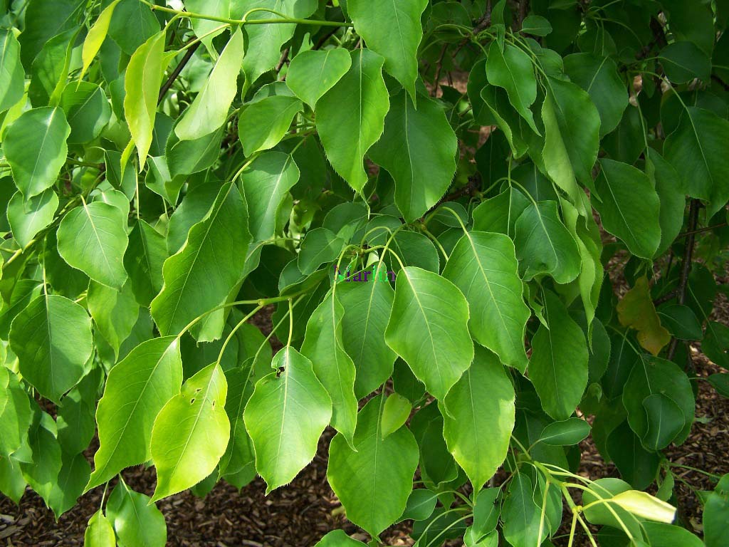 Ussurian Pear Foliage