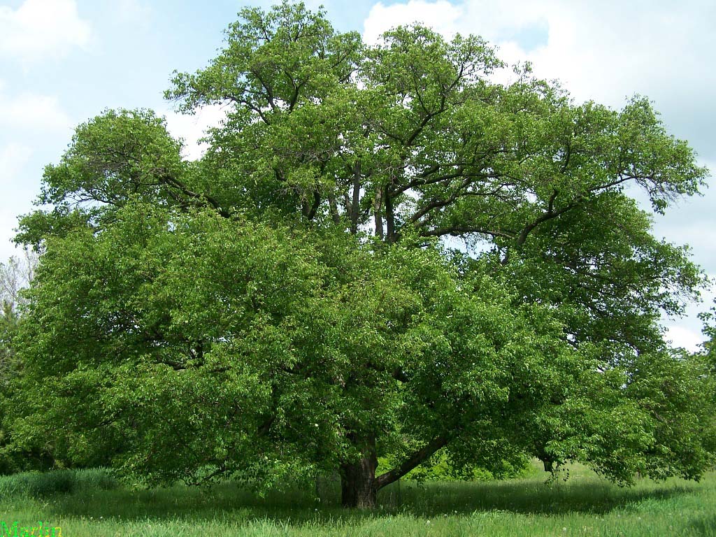 Ussurian Pear at Morton Arboretum