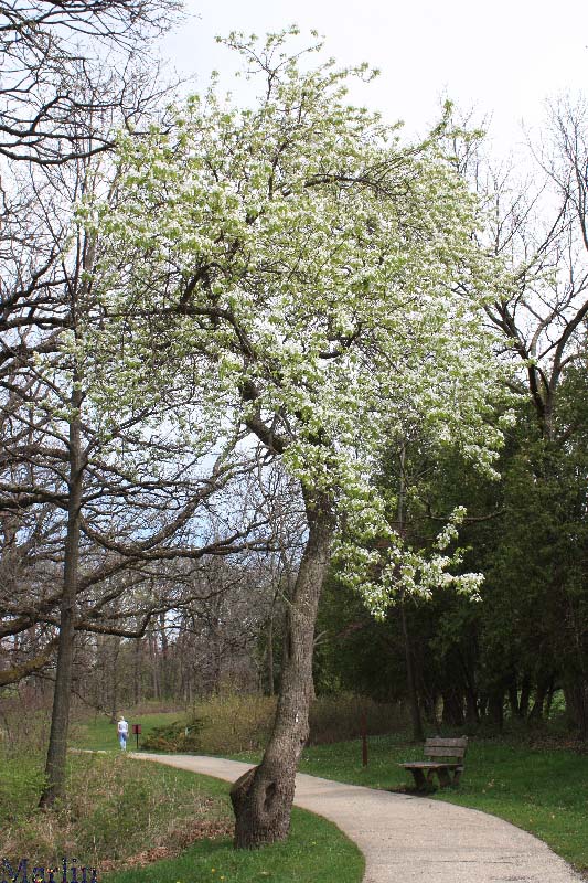 Ussurian Pear in Bloom