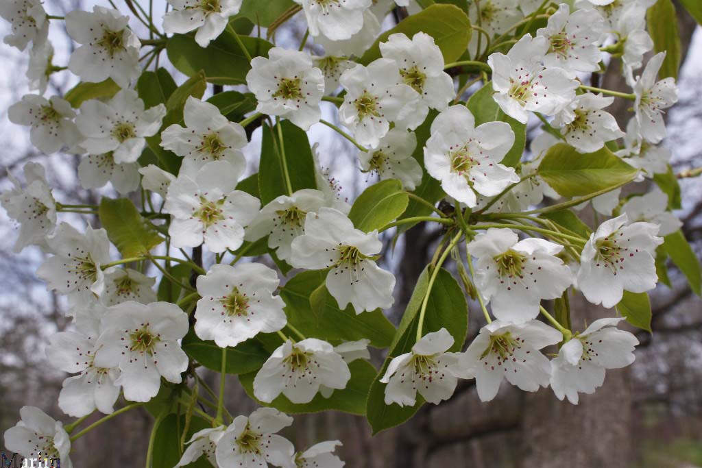 Ussurian Pear Blossoms