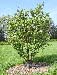 Yunnan Crabapple