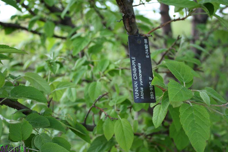 Yunnan Crabapple Foliage