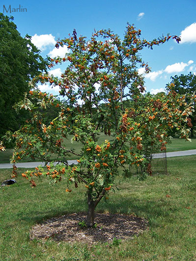 American Mountain-ash Habit