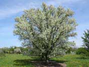Birch-leaved Pear Tree - Pyrus betulaefolia