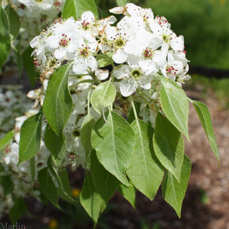 Birch-leaved Pear Tree