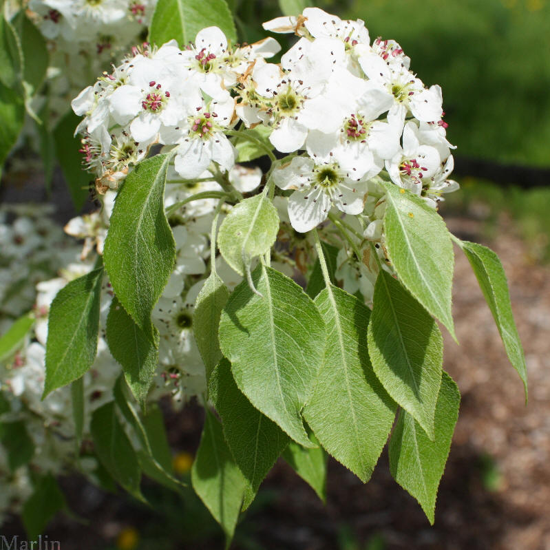 Birch-leaved Pear Tree