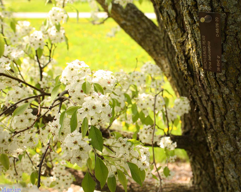 Birch-leaved Pear Tree