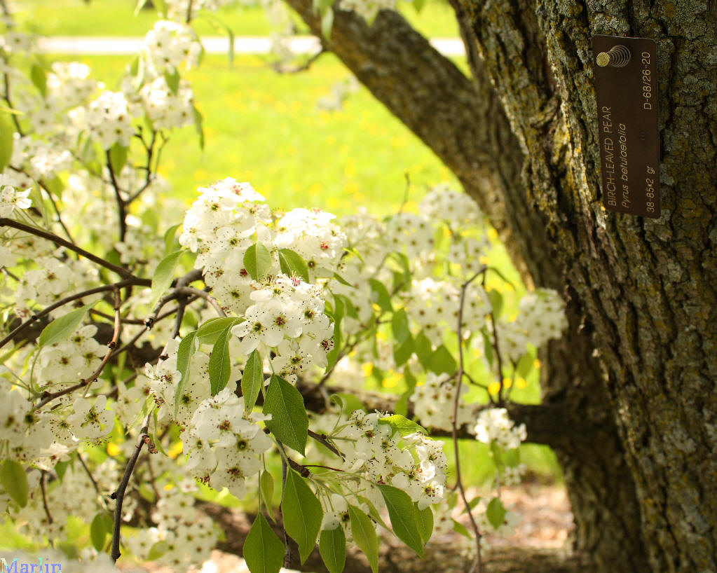 Birch-leaved Pear Tree