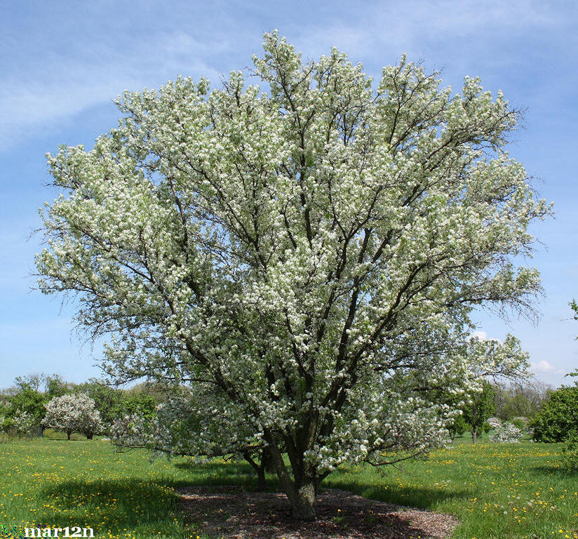 Birch-leaved Pear