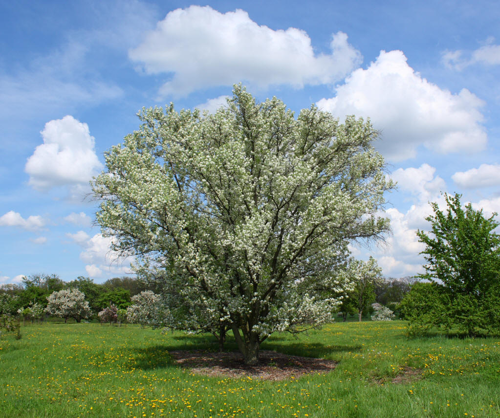 Birch-leaved Pear Tree - Pyrus betulaefolia