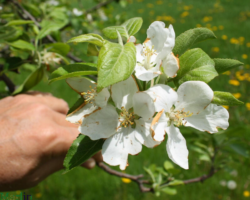Common Apple Blossoms