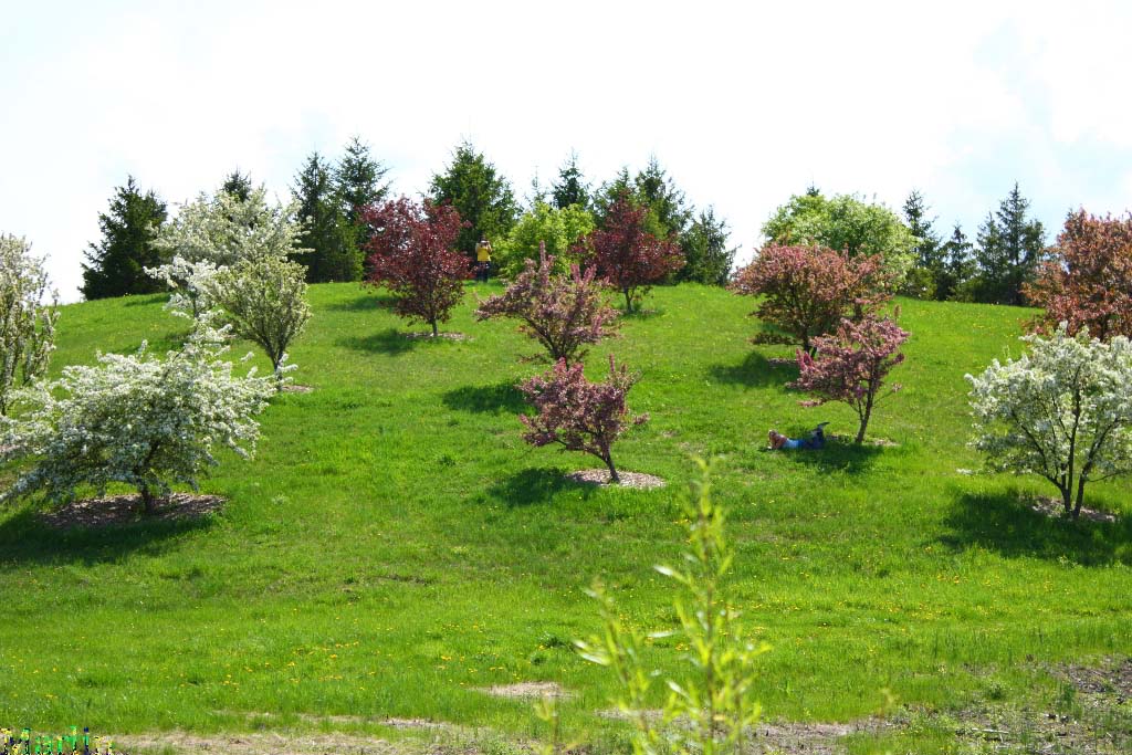 Crabapple Hill