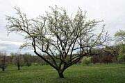 Dusky Pear - Pyrus phaeocarpa