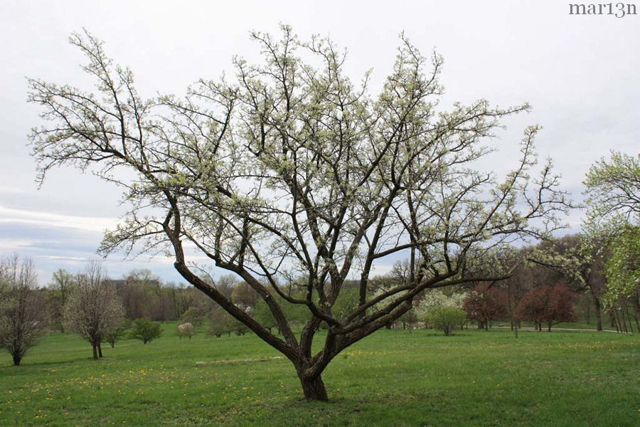 Dusky Pear at Morton Arboretum