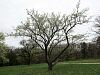 Dusky Pear - Pyrus phaeocarpa