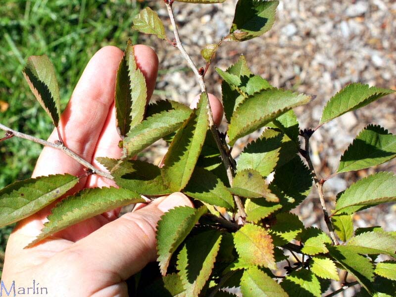 Fuji Cherry - Prunus incisa