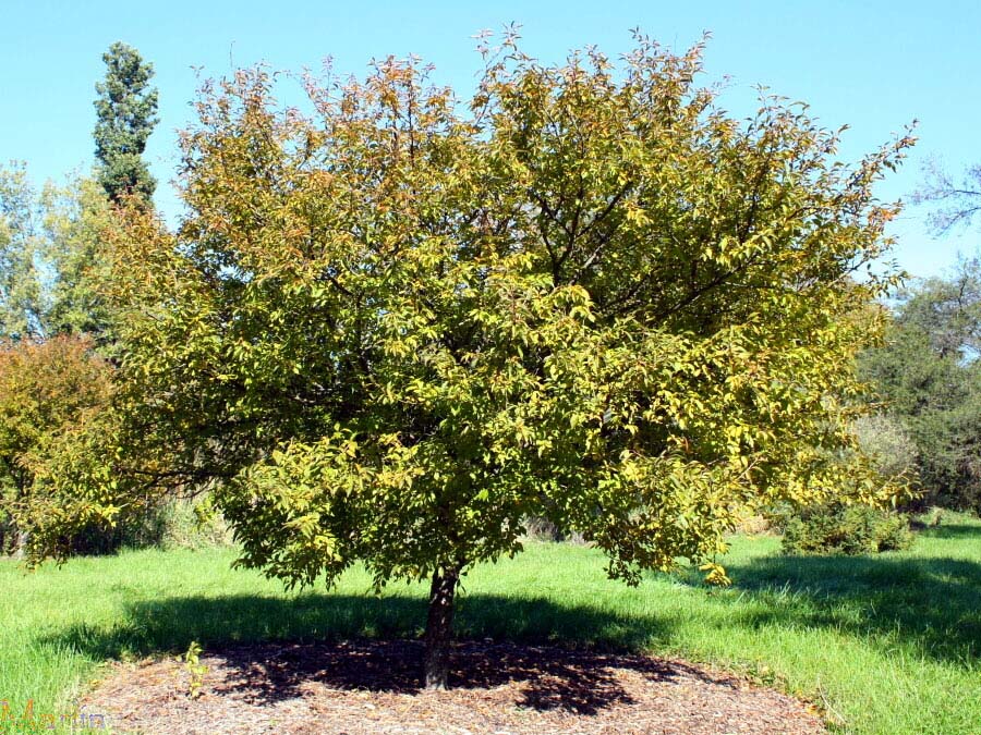 Fuji Cherry - Prunus incisa