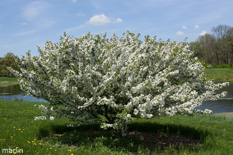 Hall Crabapple in bloom