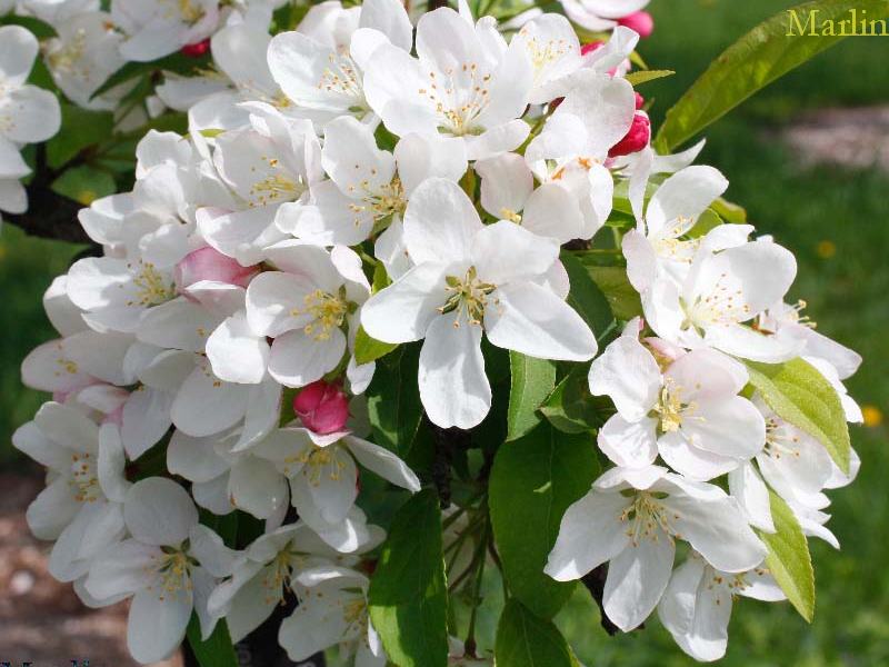 Henning Crabapple