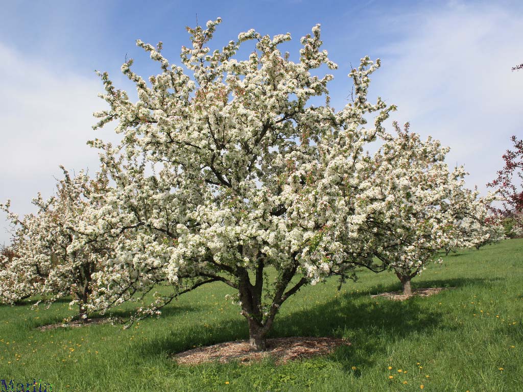 Henning Crabapple