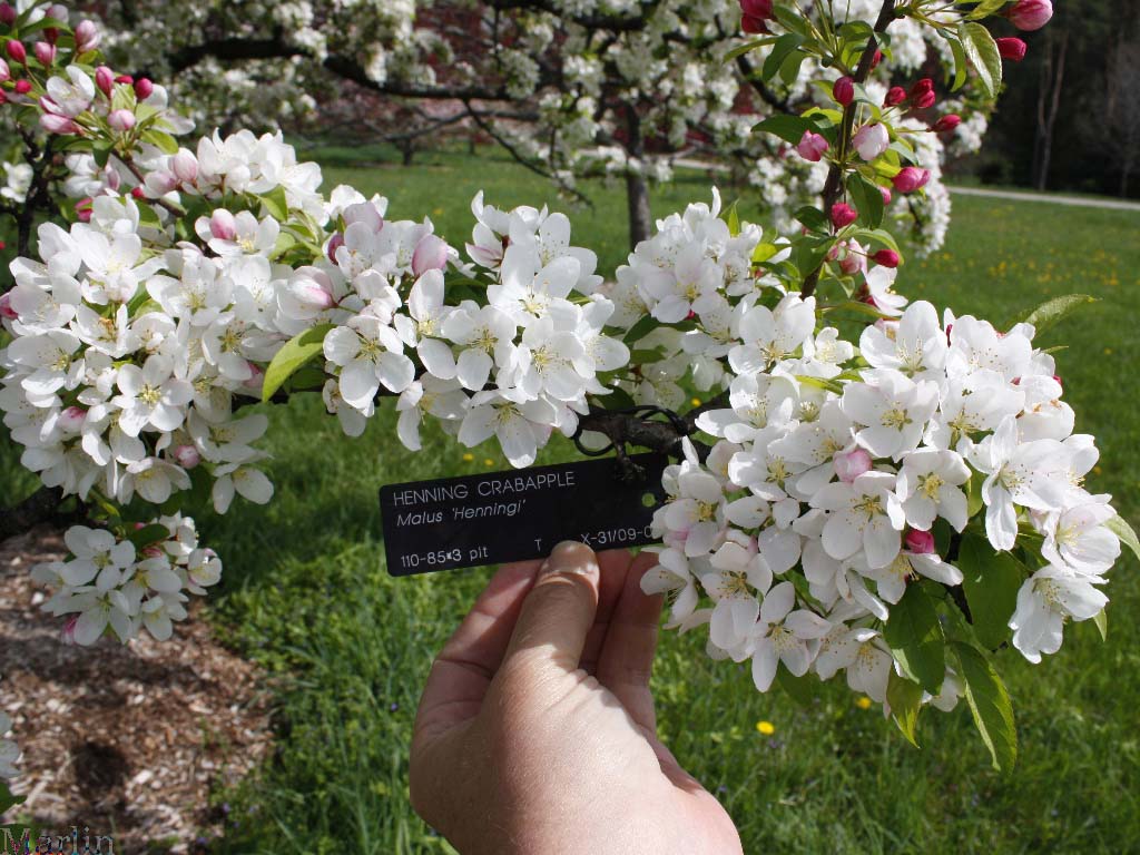 Henning Crabapple