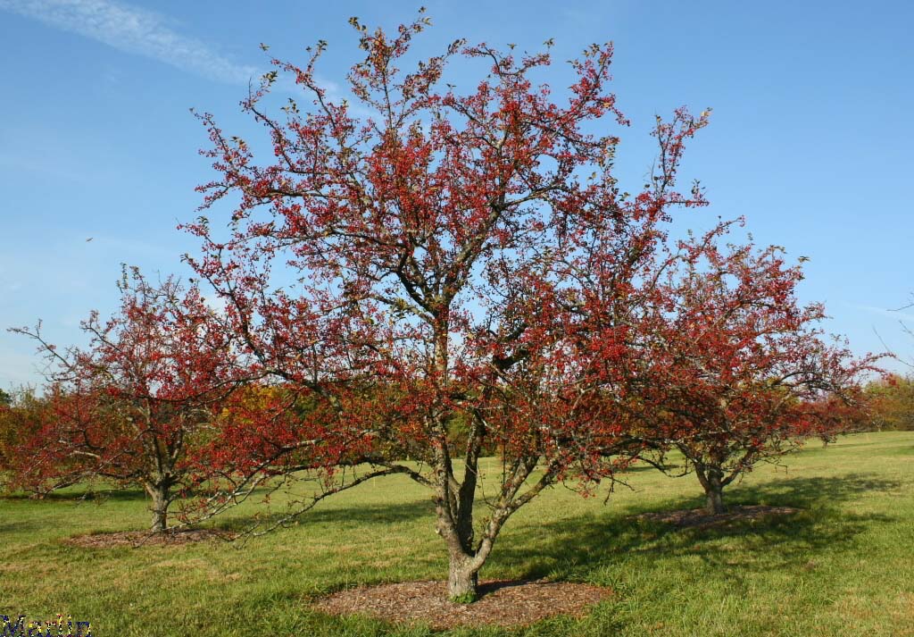 Henning Crabapple