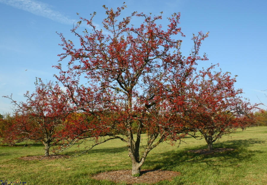 Henning Crabapple